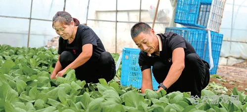 确保菜篮子拎得稳冫(拾到篮子里的都是菜)
