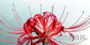 彼岸花的真正故事(世界十大凄美之花)